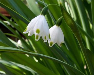 Preview wallpaper snowdrops, flowers, spring greens