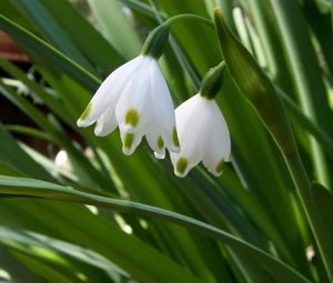 Preview wallpaper snowdrops, flowers, spring greens