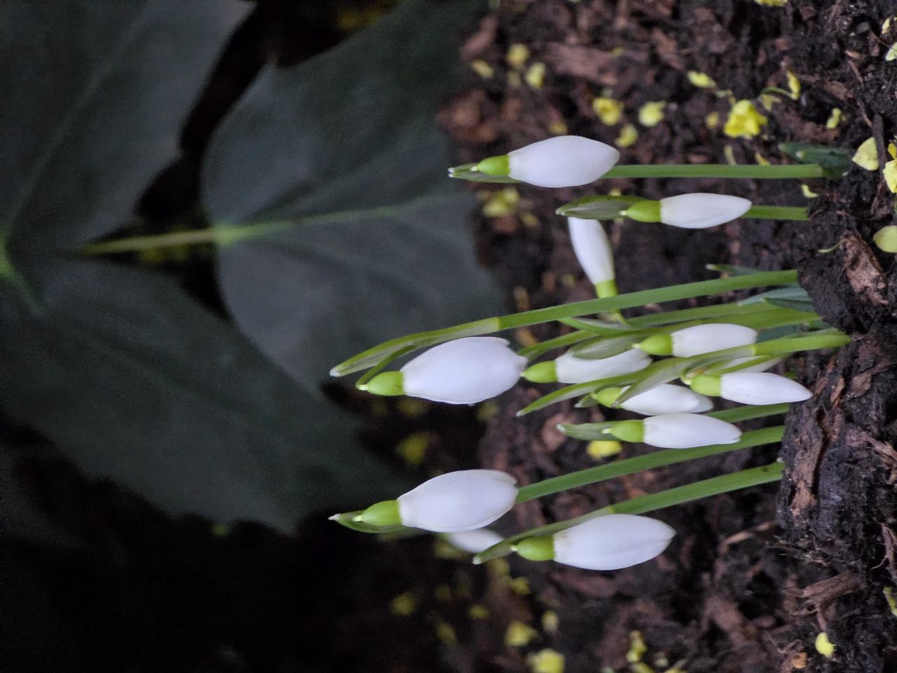 1280x960 Wallpaper snowdrops, flowers, white, spring, buds