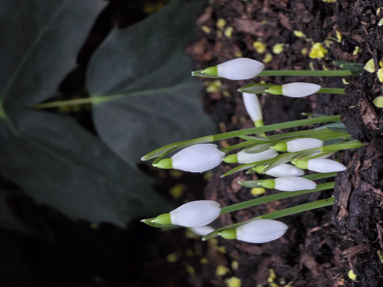 1600x1200 Wallpaper snowdrops, flowers, white, spring, buds