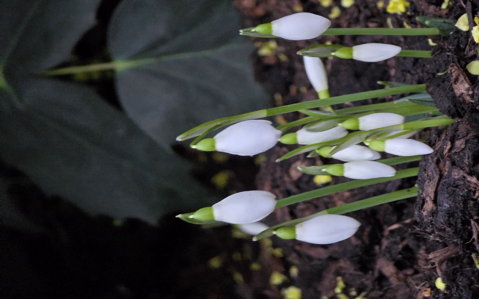 1680x1050 Wallpaper snowdrops, flowers, white, spring, buds