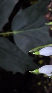 Preview wallpaper snowdrops, flowers, white, spring, buds