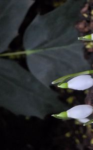 Preview wallpaper snowdrops, flowers, white, spring, buds