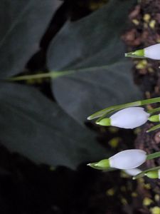 Preview wallpaper snowdrops, flowers, white, spring, buds