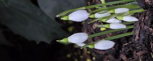 Preview wallpaper snowdrops, flowers, white, spring, buds