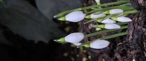 Preview wallpaper snowdrops, flowers, white, spring, buds