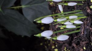 Preview wallpaper snowdrops, flowers, white, spring, buds