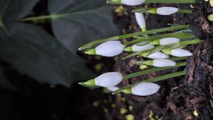 Preview wallpaper snowdrops, flowers, white, spring, buds