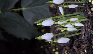Preview wallpaper snowdrops, flowers, white, spring, buds