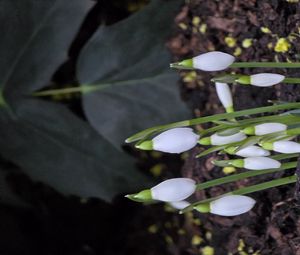 Preview wallpaper snowdrops, flowers, white, spring, buds