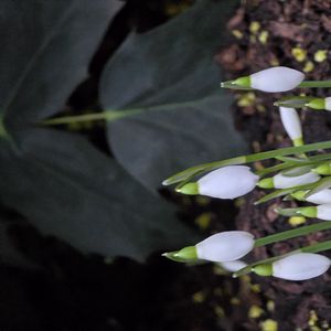 Preview wallpaper snowdrops, flowers, white, spring, buds