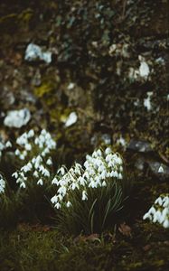 Preview wallpaper snowdrops, flowers, white, bloom, spring