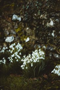 Preview wallpaper snowdrops, flowers, white, bloom, spring