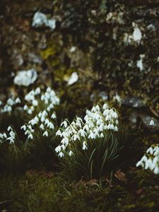 Preview wallpaper snowdrops, flowers, white, bloom, spring