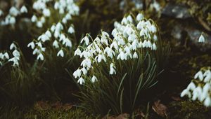 Preview wallpaper snowdrops, flowers, white, bloom, spring