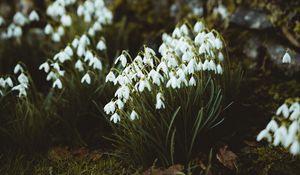 Preview wallpaper snowdrops, flowers, white, bloom, spring