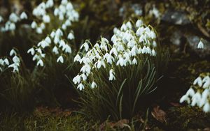 Preview wallpaper snowdrops, flowers, white, bloom, spring