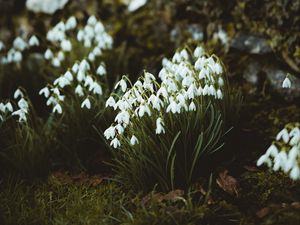 Preview wallpaper snowdrops, flowers, white, bloom, spring