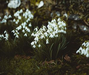 Preview wallpaper snowdrops, flowers, white, bloom, spring