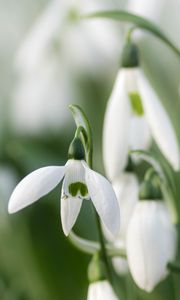 Preview wallpaper snowdrops, flowers, white, macro