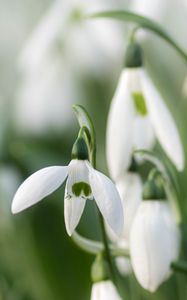 Preview wallpaper snowdrops, flowers, white, macro