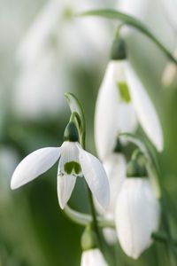 Preview wallpaper snowdrops, flowers, white, macro