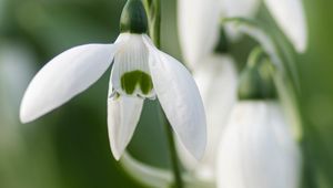 Preview wallpaper snowdrops, flowers, white, macro