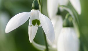 Preview wallpaper snowdrops, flowers, white, macro