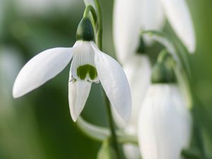 Preview wallpaper snowdrops, flowers, white, macro