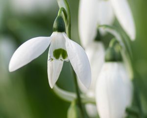 Preview wallpaper snowdrops, flowers, white, macro