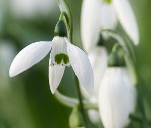 Preview wallpaper snowdrops, flowers, white, macro