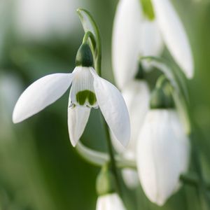 Preview wallpaper snowdrops, flowers, white, macro