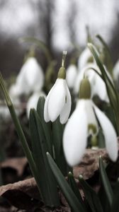 Preview wallpaper snowdrops, flowers, white, lot