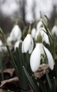 Preview wallpaper snowdrops, flowers, white, lot