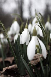 Preview wallpaper snowdrops, flowers, white, lot