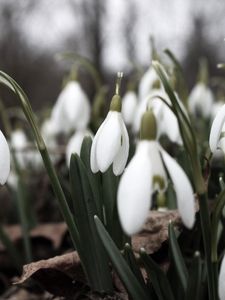 Preview wallpaper snowdrops, flowers, white, lot