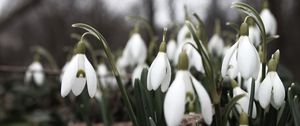 Preview wallpaper snowdrops, flowers, white, lot