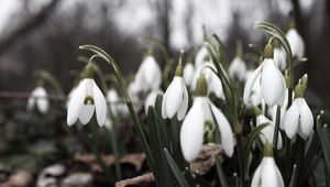 Preview wallpaper snowdrops, flowers, white, lot