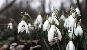 Preview wallpaper snowdrops, flowers, white, lot