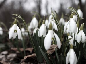 Preview wallpaper snowdrops, flowers, white, lot