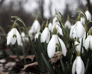Preview wallpaper snowdrops, flowers, white, lot
