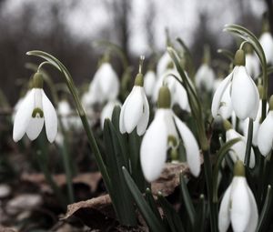 Preview wallpaper snowdrops, flowers, white, lot