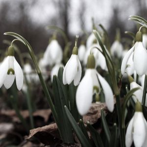 Preview wallpaper snowdrops, flowers, white, lot