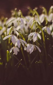 Preview wallpaper snowdrops, glade, spring