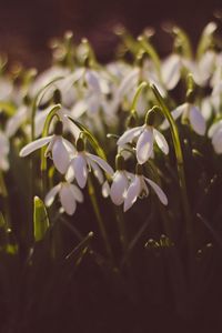 Preview wallpaper snowdrops, glade, spring