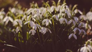 Preview wallpaper snowdrops, glade, spring