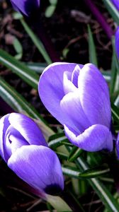 Preview wallpaper snowdrops, grass, leaves