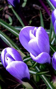 Preview wallpaper snowdrops, grass, leaves