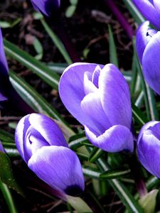 Preview wallpaper snowdrops, grass, leaves