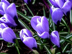 Preview wallpaper snowdrops, grass, leaves